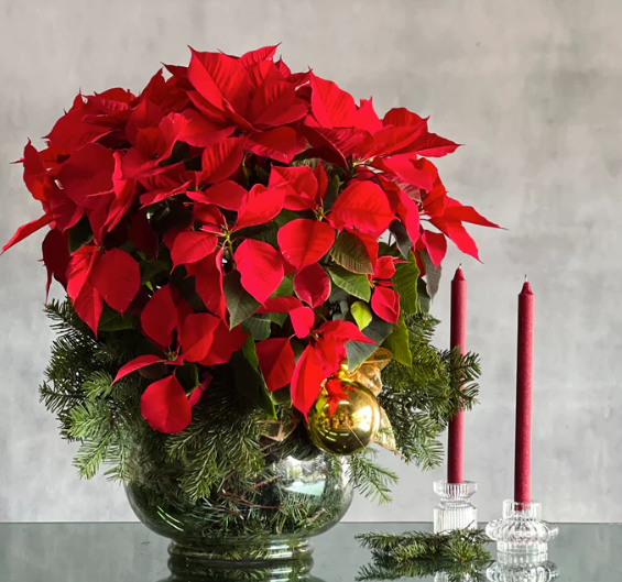 Christmas Flower Collection
