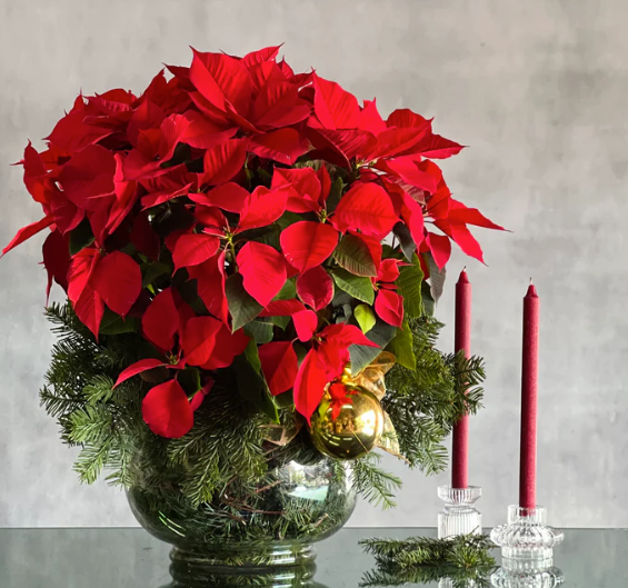 Christmas Flower Collection | Santa Monica Florist