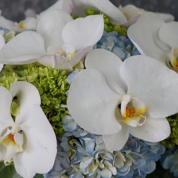 White Orchids in Blue Heaven - santamonicaflorist