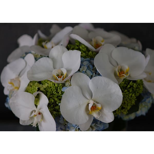 White Orchids in Blue Heaven - santamonicaflorist