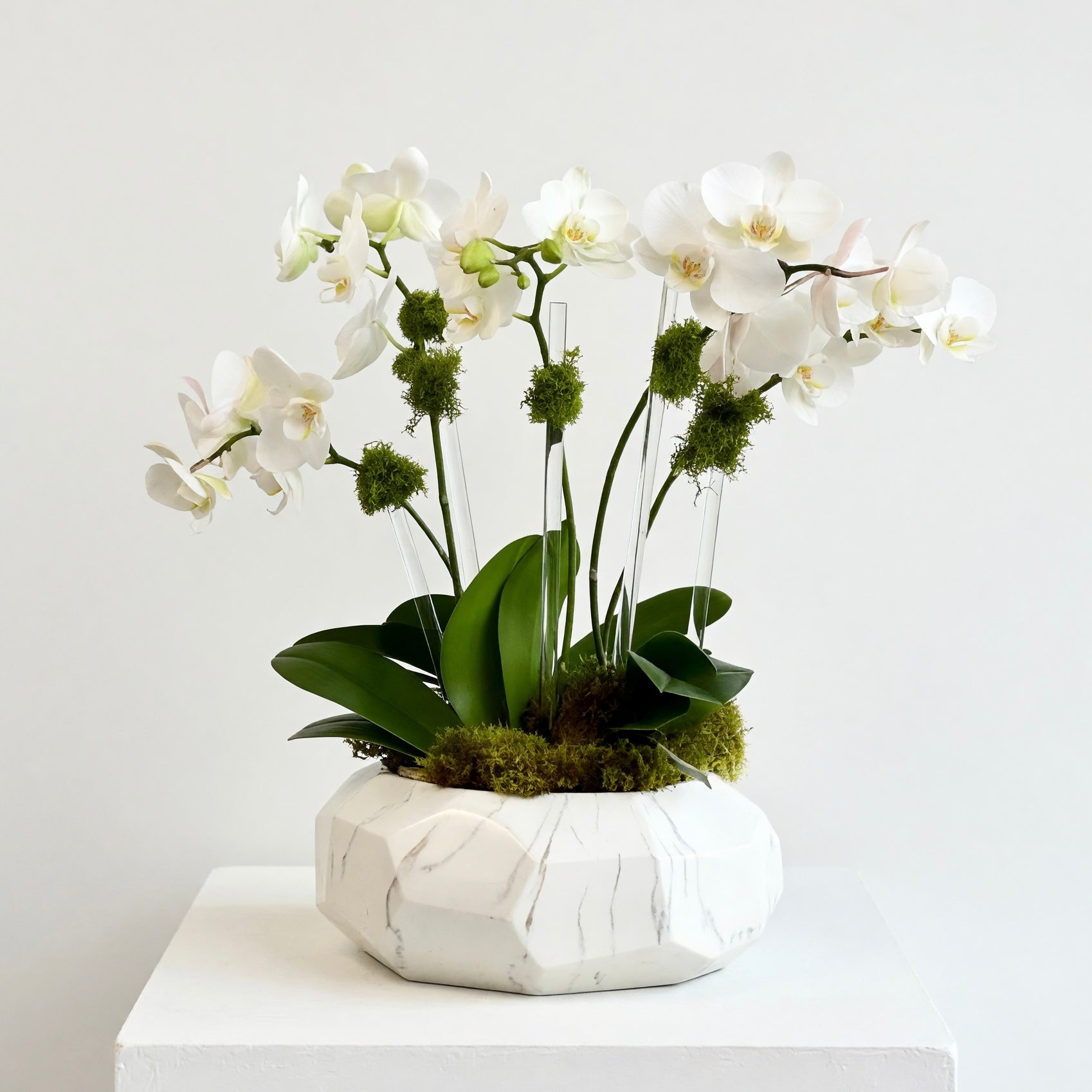 Multi Spike Mini Orchids