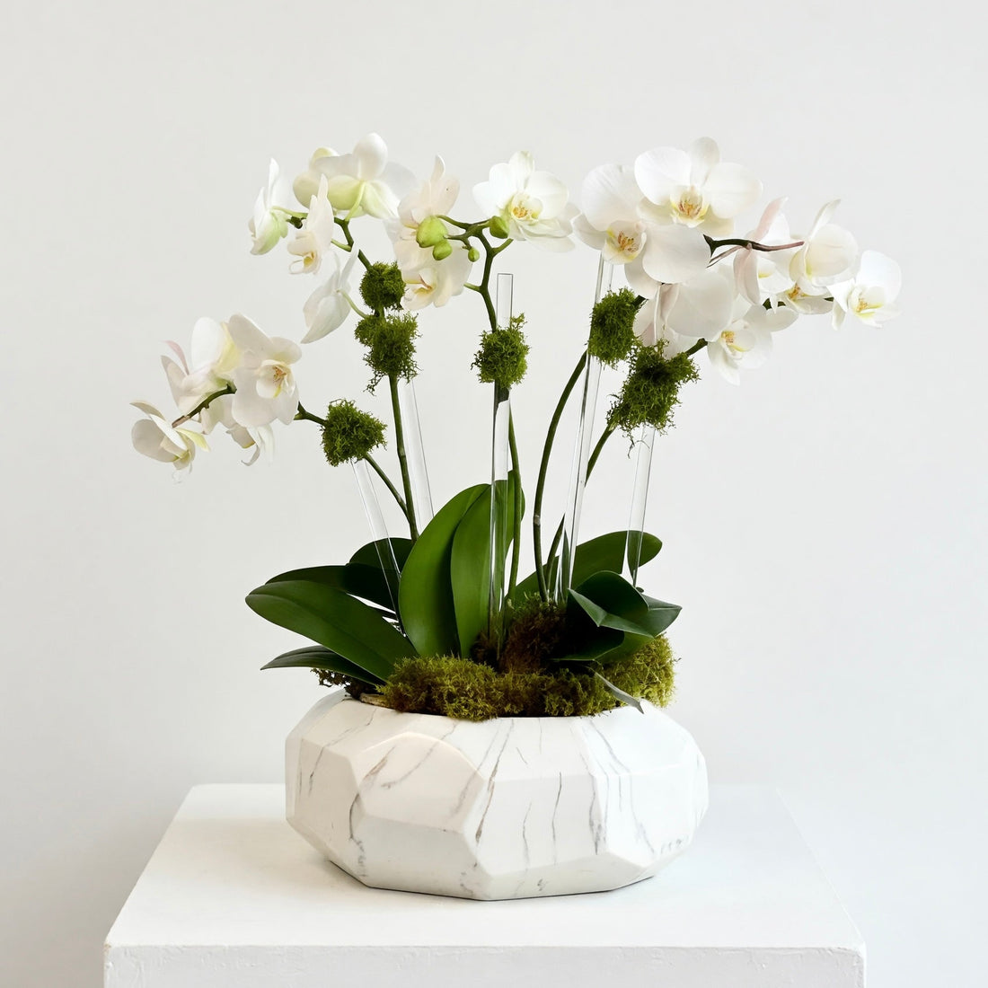 Multi Spike Mini Orchids