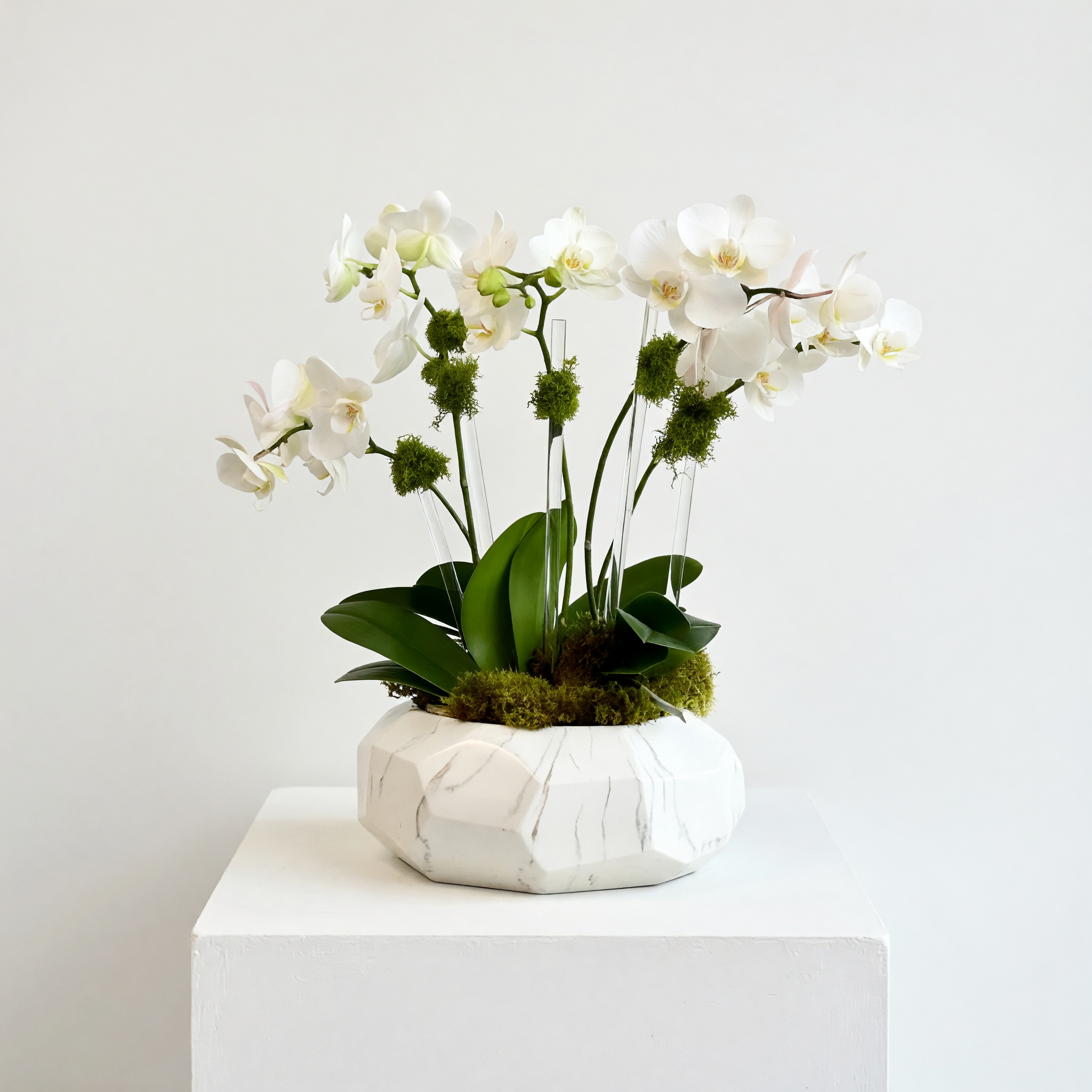 Multi Spike Mini Orchids