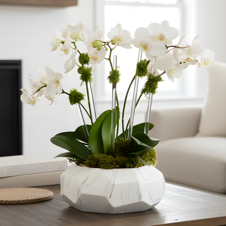 Multi Spike Mini Orchids