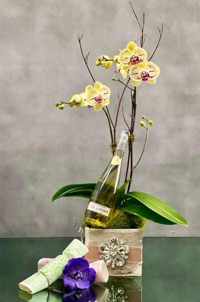 This lovely potted plant from Santa Monica Florist offers same day delivery ! Consists of double Phalaenopsis Orchids is known for its enduring beauty. Orchid arrangement comes with a bottle of Cote des Roses Chardonnay and 2 bath soaps. Celebrate friendship, joy and new beginnings with this stunning display!