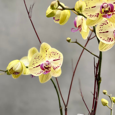 Yellow Orchids in a Box