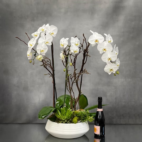 Elegant White Orchid Bowl - santamonicaflorist