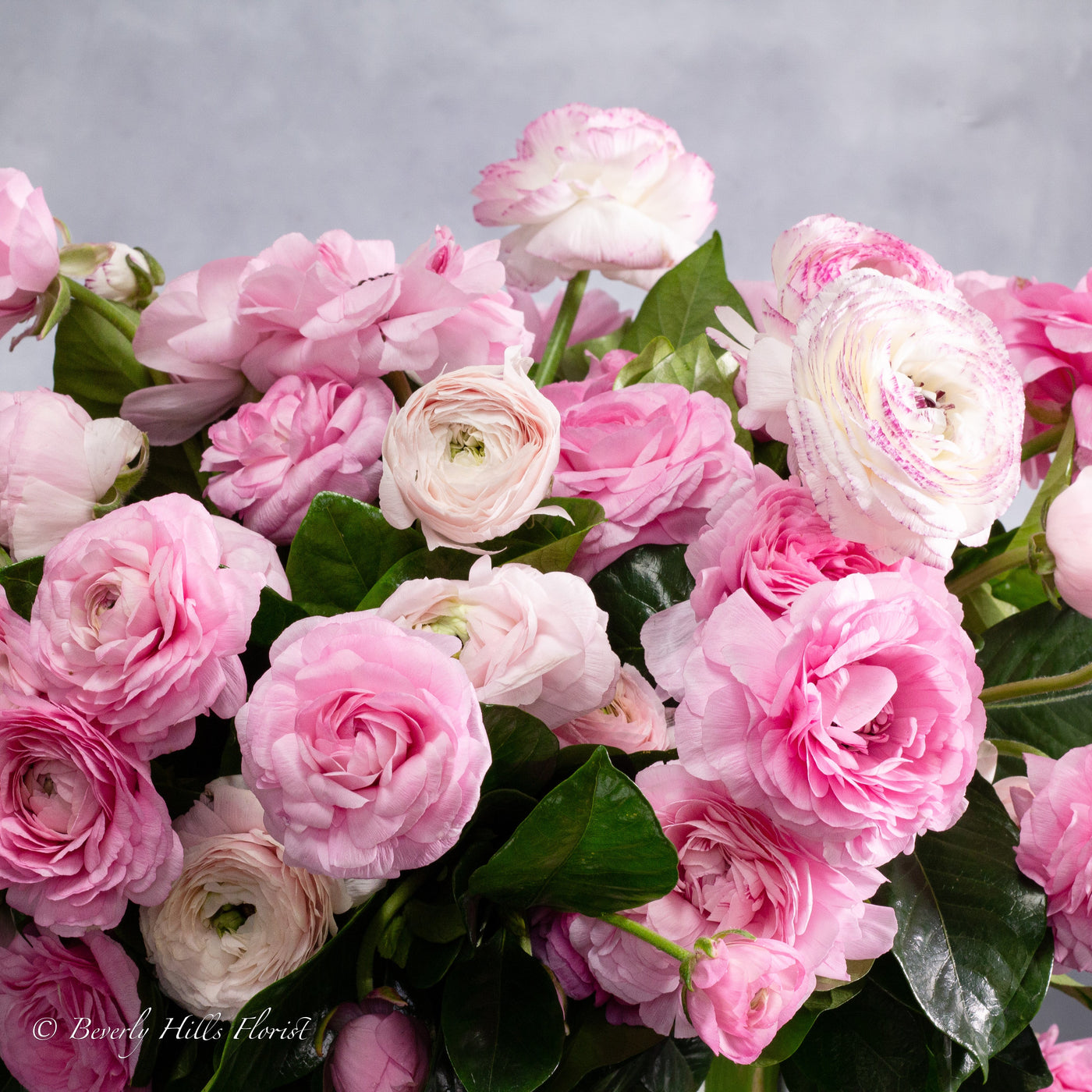 Modern Romance: Pink Ranunculus in a Cylinder of Grace - santamonicaflorist