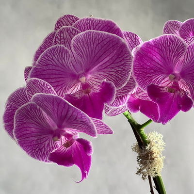 Purple Moon Orchids - santamonicaflorist