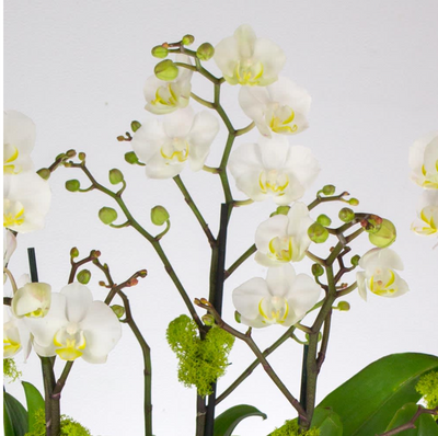 5 Mini Orchid Plants - santamonicaflorist