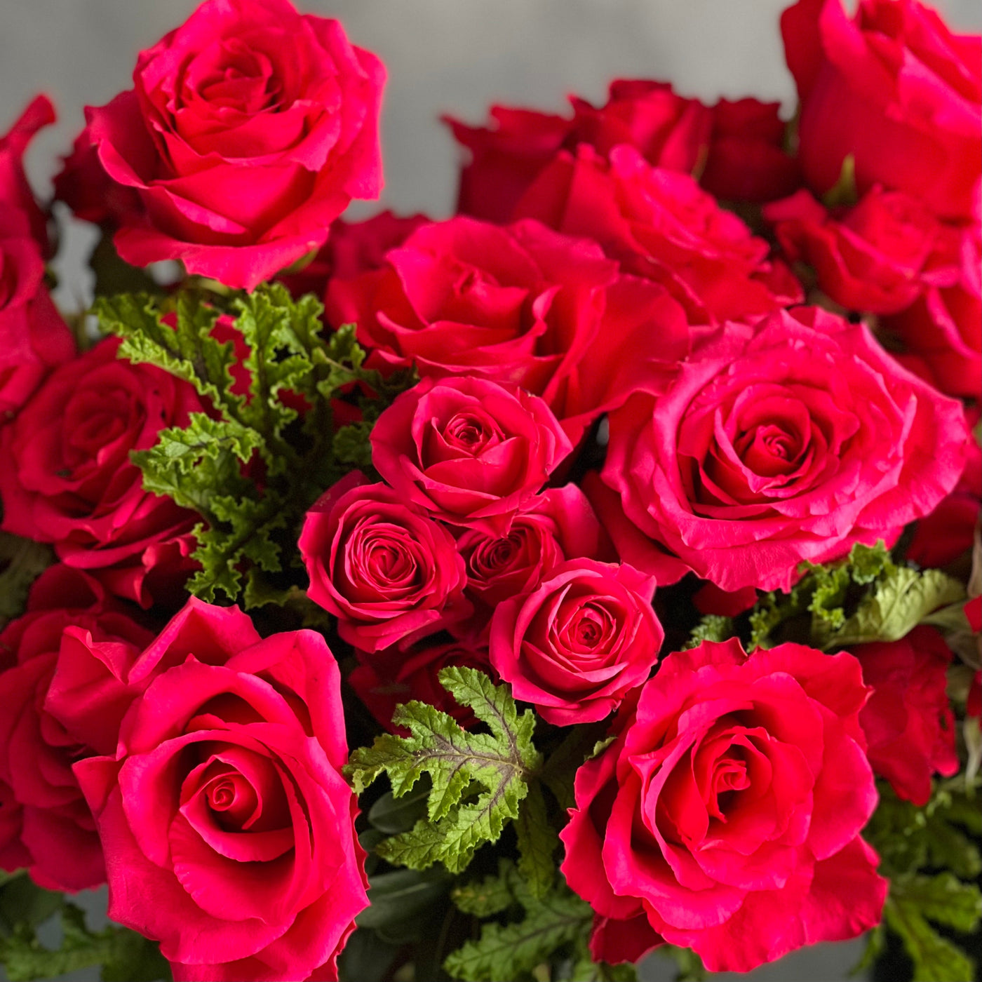 A Moment In Time arrangement with hot pink Ecuadorian roses and scented geraniums in a modern design, available for same-day delivery by Santa Monica Florist.