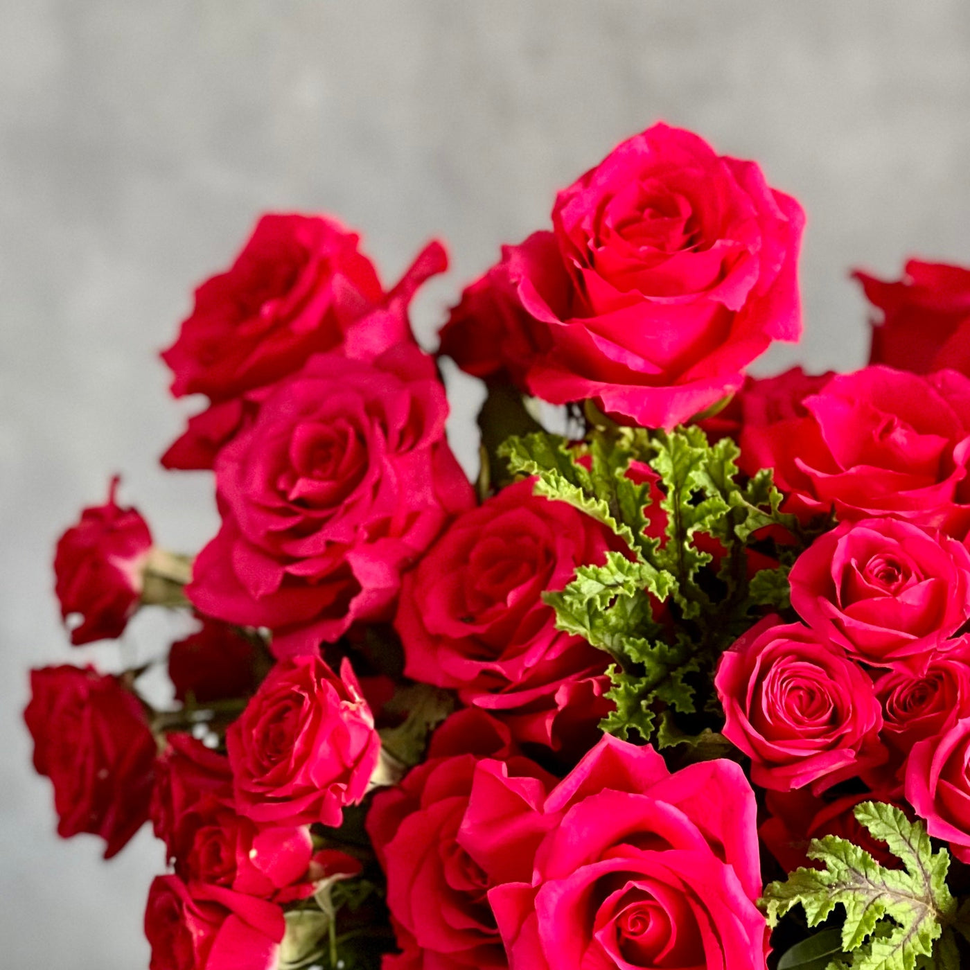 A Moment In Time arrangement with hot pink Ecuadorian roses and scented geraniums in a modern design, available for same-day delivery by Santa Monica Florist.