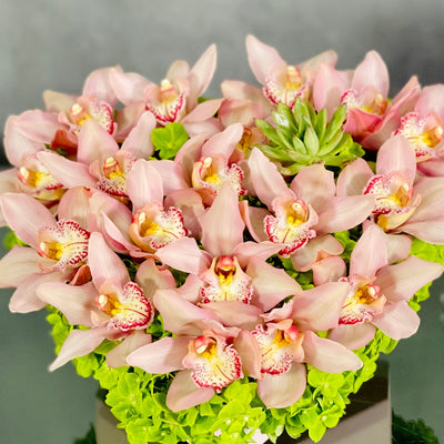 A Pink Delicate Touch arrangement with pink cymbidium orchids, hydrangeas, and succulent in a heart-shaped box, modern same-day delivery by Santa Monica Florist.