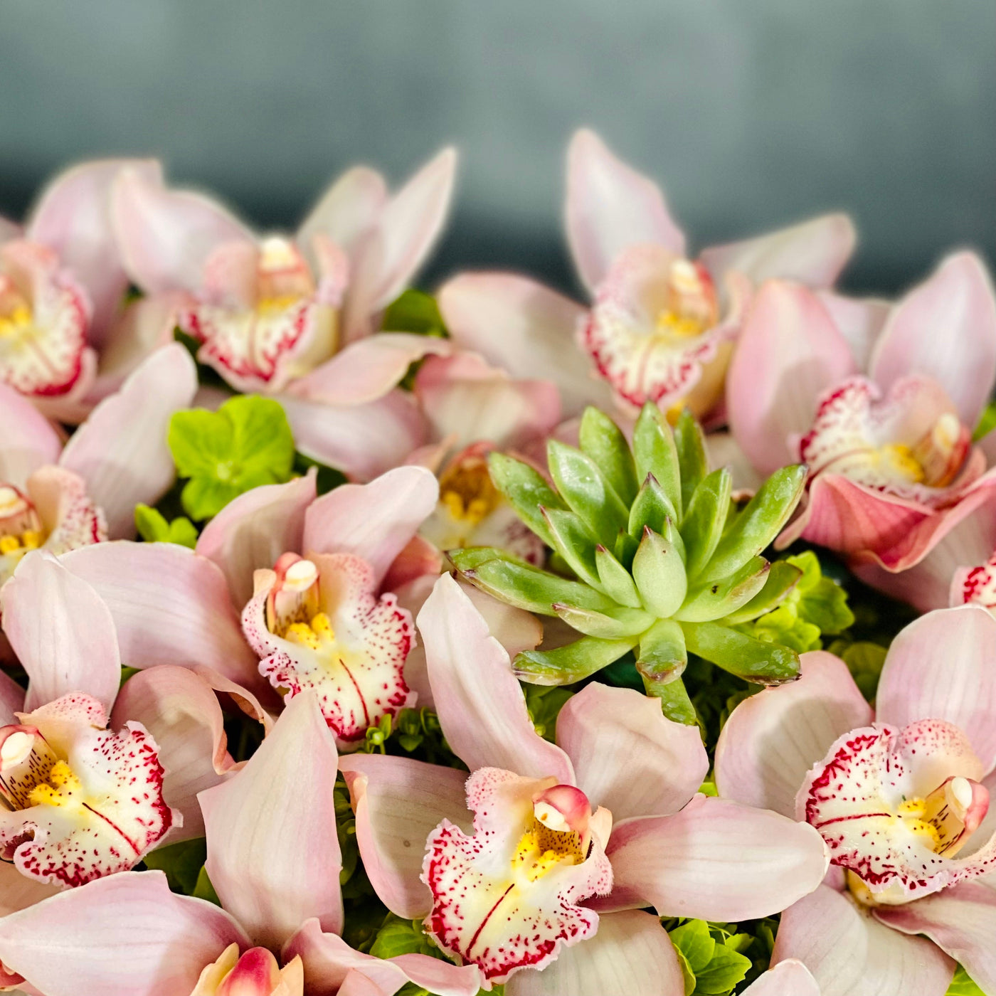 A Pink Delicate Touch arrangement with pink cymbidium orchids, hydrangeas, and succulent in a heart-shaped box, modern same-day delivery by Santa Monica Florist.