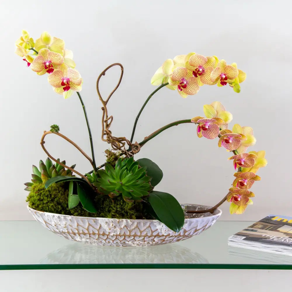 Abstract Orchids - LA Orchidia