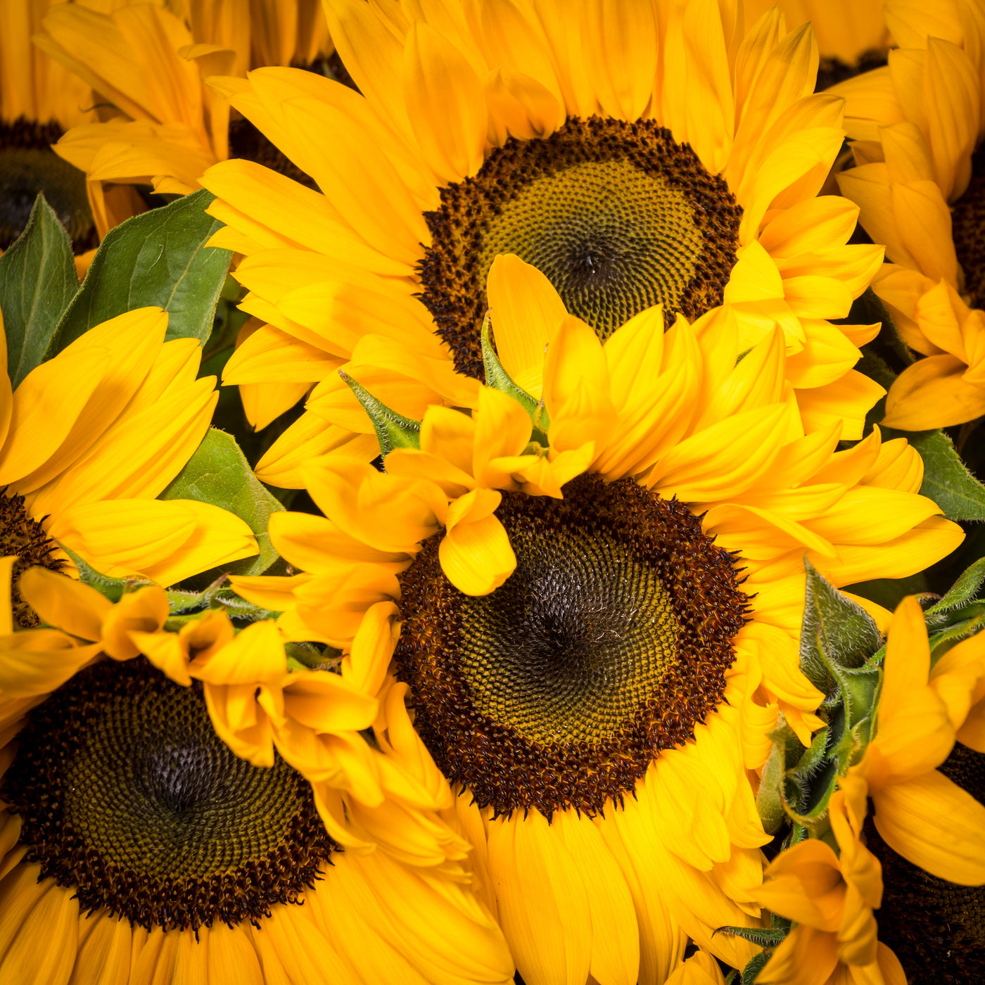 Baby It's Sunny Outside arrangement with tall sunflowers in a vase with pebbles, available for same-day delivery by Santa Monica Florist.