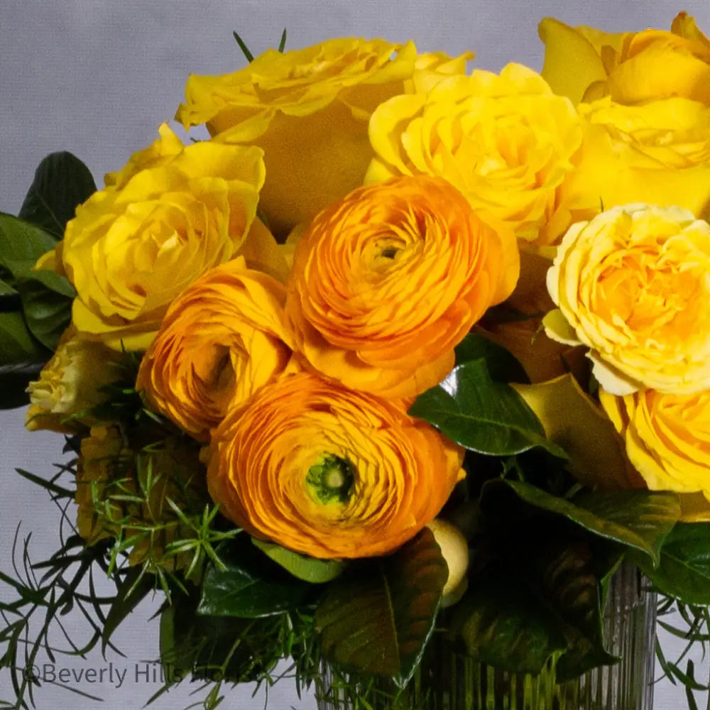 Citrus Burst - LA Orchidia