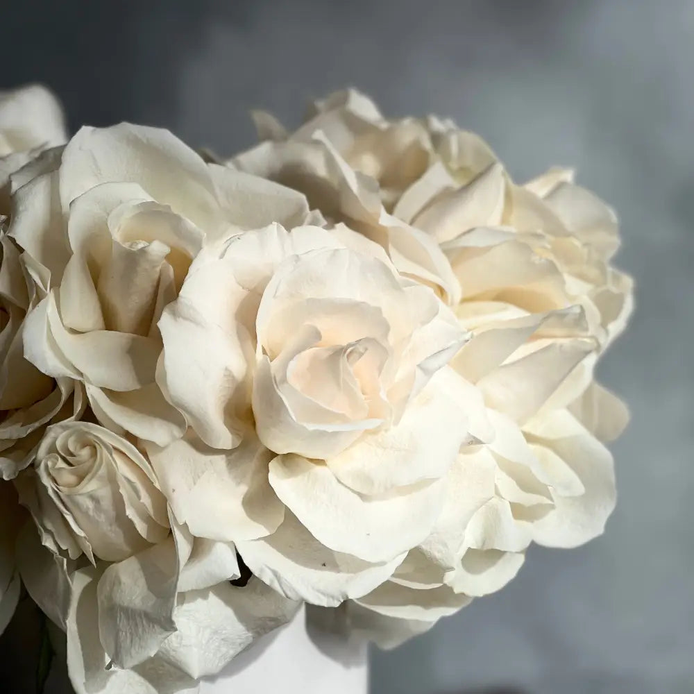 Cream Reflexed Roses in White Ceramic Vase
Elegant White Rose Bouquet Same-Day Delivery Los Angeles
Two Dozen South American Reflexed Roses in Ballerina Tutu Style
Cream Reflexed Rose Arrangement for Same-Day Delivery Los Angeles
Beautiful Reflexed Roses in White Ceramic Vase for West Hollywood Delivery