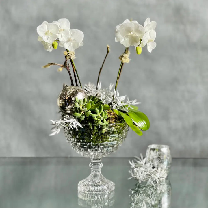 Crystal Orchids - LA Orchidia