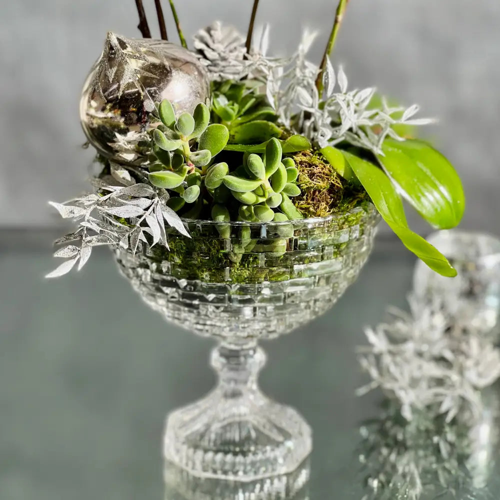 Crystal Orchids - LA Orchidia