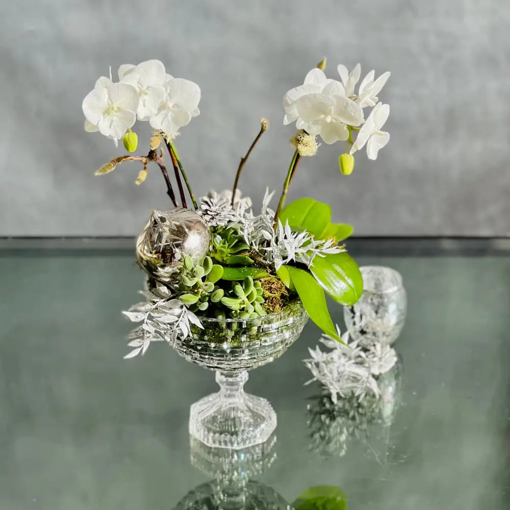 Crystal Orchids - LA Orchidia