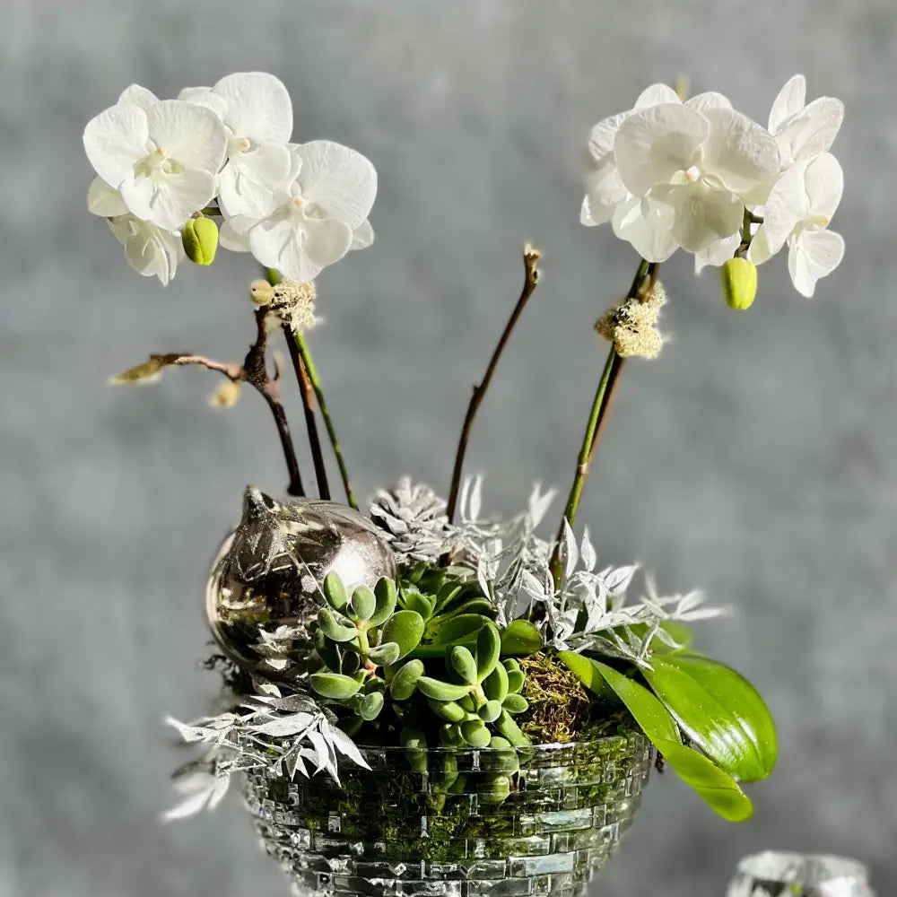 Crystal Orchids - LA Orchidia