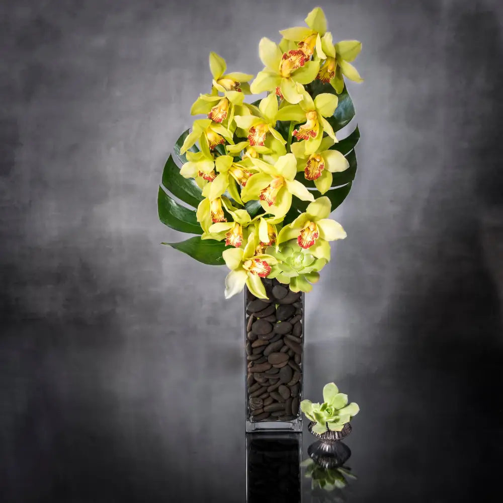 LA Orchidia presents our "Cym Me Please!" for same day delivery! This pleasant arrangement has the dimensions of: a head of 18" and a height of 25". The design features 2  stems of Green Cymbidium Orchids and monstera leaves with a succulent in a black pebble lined vase. beautifully arranged for Birthdays, Thank you, thinking of you, congratulations and just because ! 