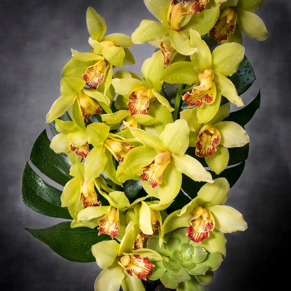 Cym me please! - LA Orchidia