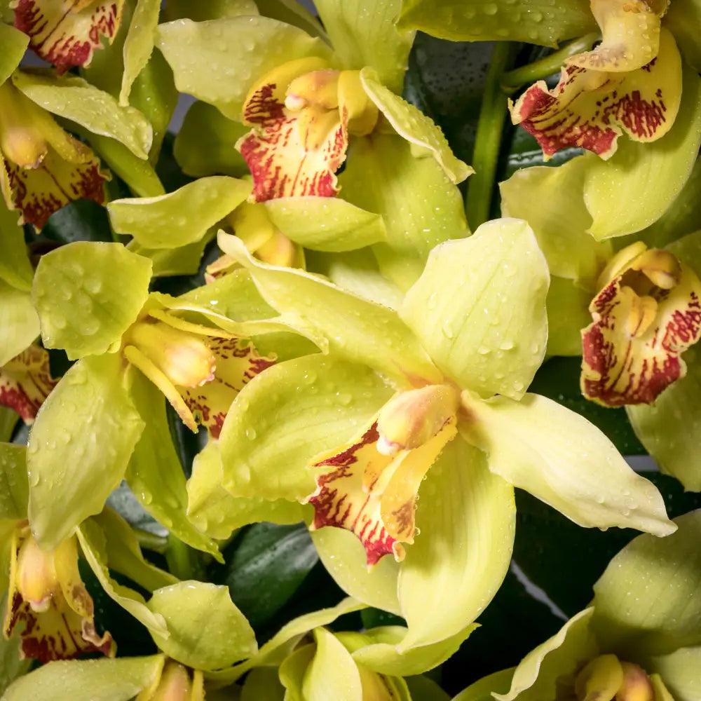 Cym me please! - LA Orchidia