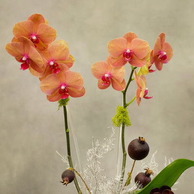 Double Peach Fall Orchids in a copper-silver vase with succulents, 18 inches tall, available for same-day delivery by Santa Monica Florist.