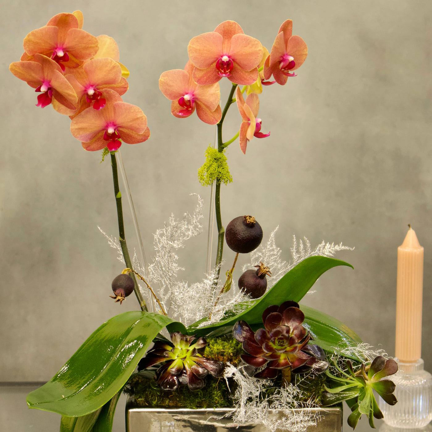 Double Peach Fall Orchids in a copper-silver vase with succulents, 18 inches tall, available for same-day delivery by Santa Monica Florist.