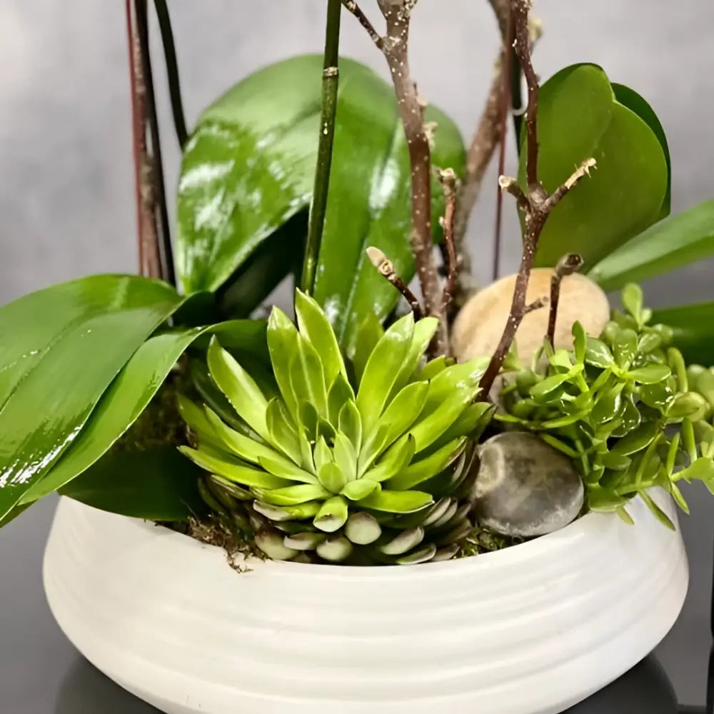 Elegant White Orchid Bowl - LA Orchidia