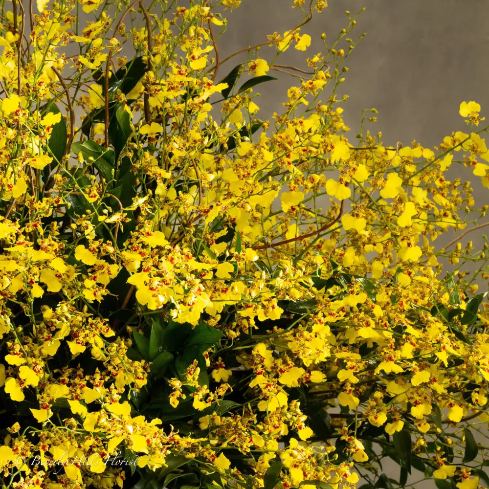Enchanting Oncidium Orchids - LA Orchidia