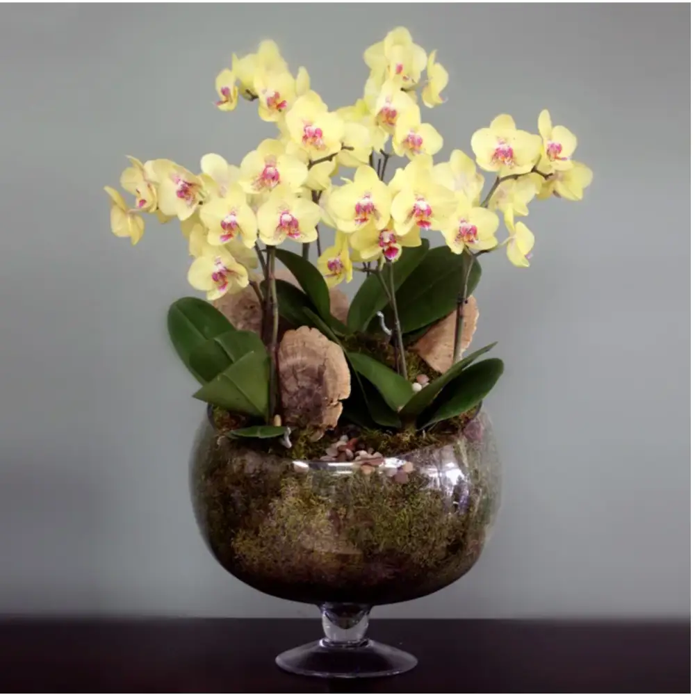 Extravagant Yellow Orchids - LA Orchidia