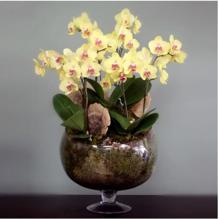 Extravagant Yellow Orchids - LA Orchidia