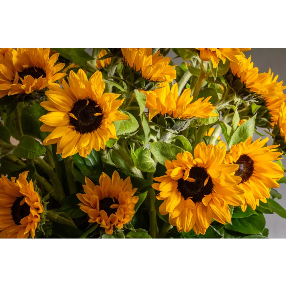 Falling for you - LA Orchidia
