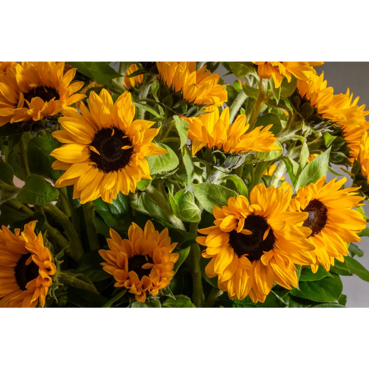 Falling for you - LA Orchidia