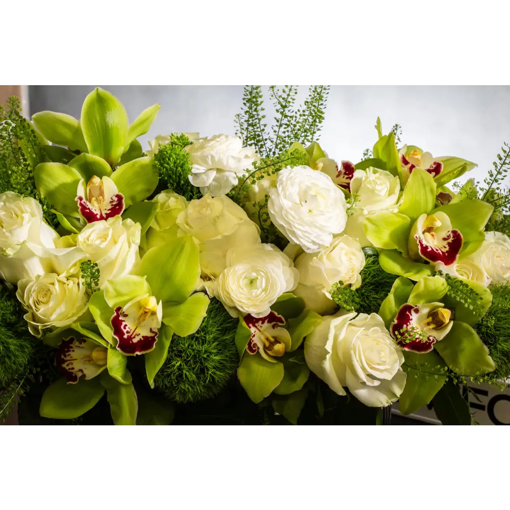 Green and White Goddess - LA Orchidia