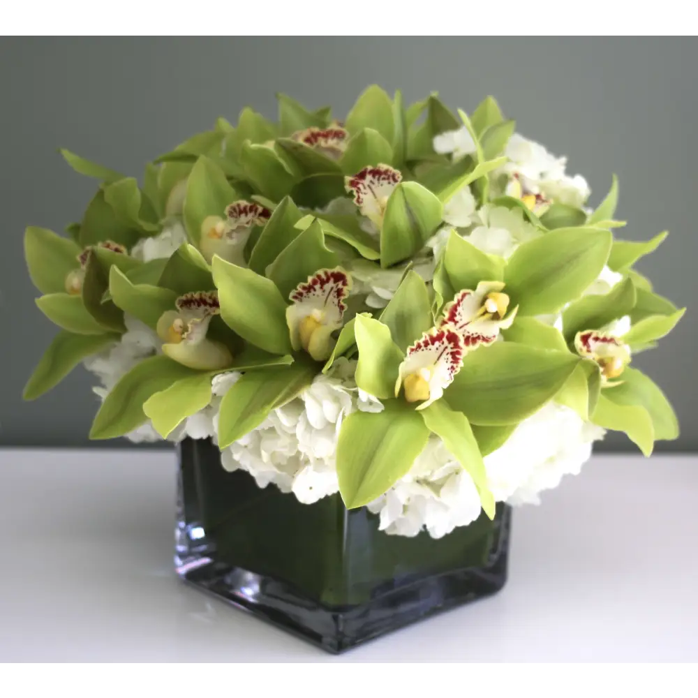 Green Orchid Overture - LA Orchidia