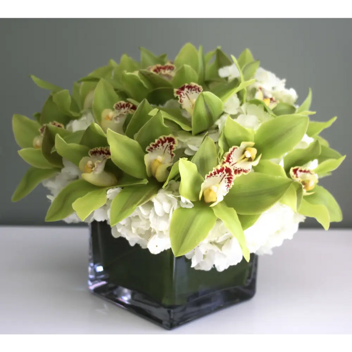 Green Orchid Overture - santamonicaflorist