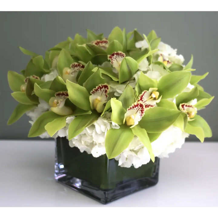 Green Orchid Overture - LA Orchidia