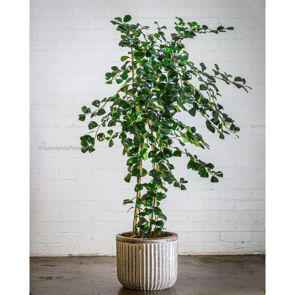Groovy potted plant