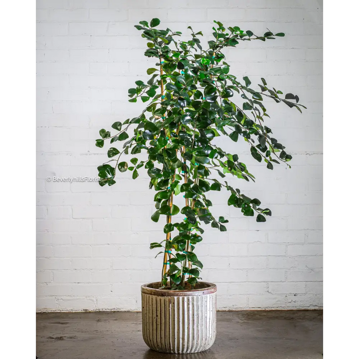 Groovy potted plant