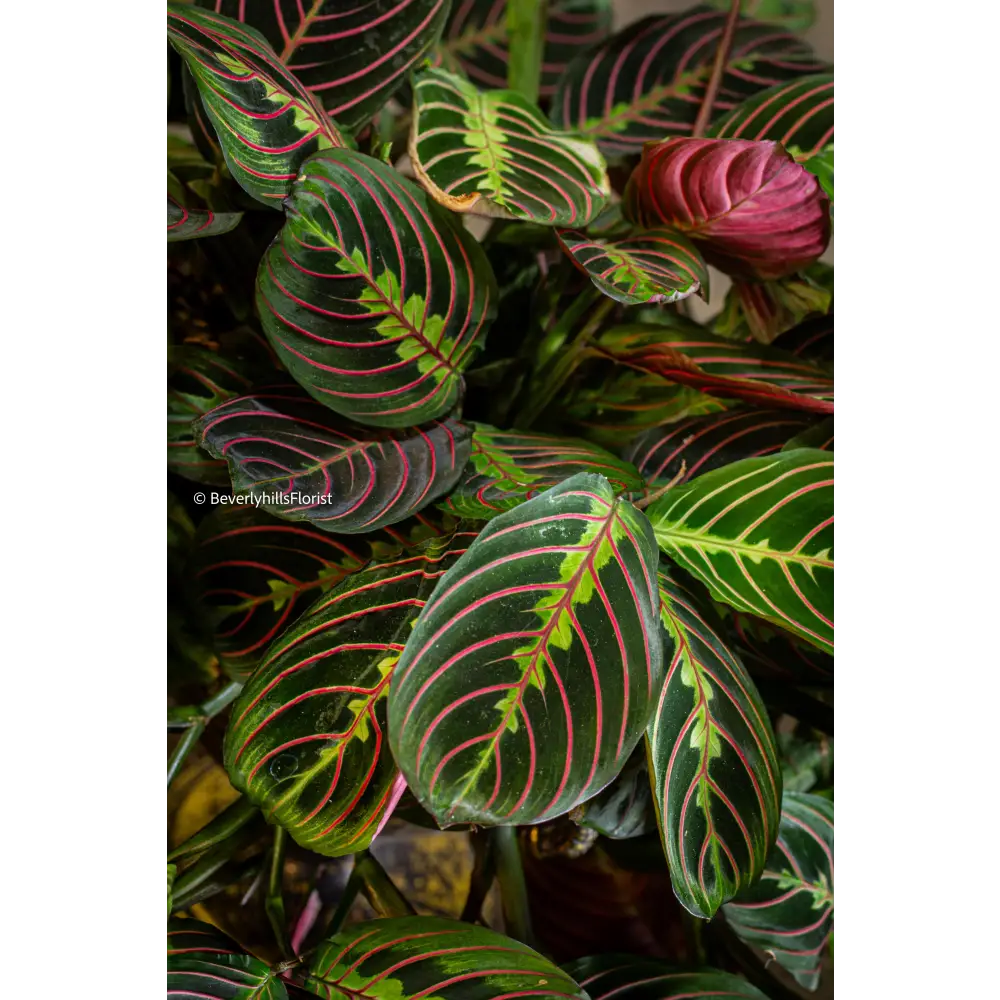 Jungle Majesty alt view 2