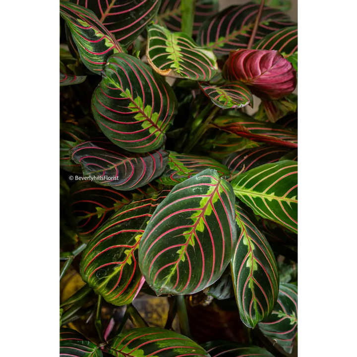 Jungle Majesty alt view 2