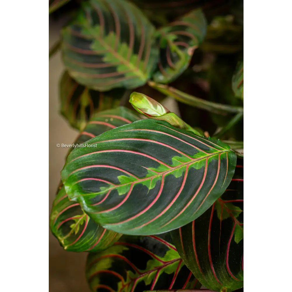 Jungle Majesty alt view 3