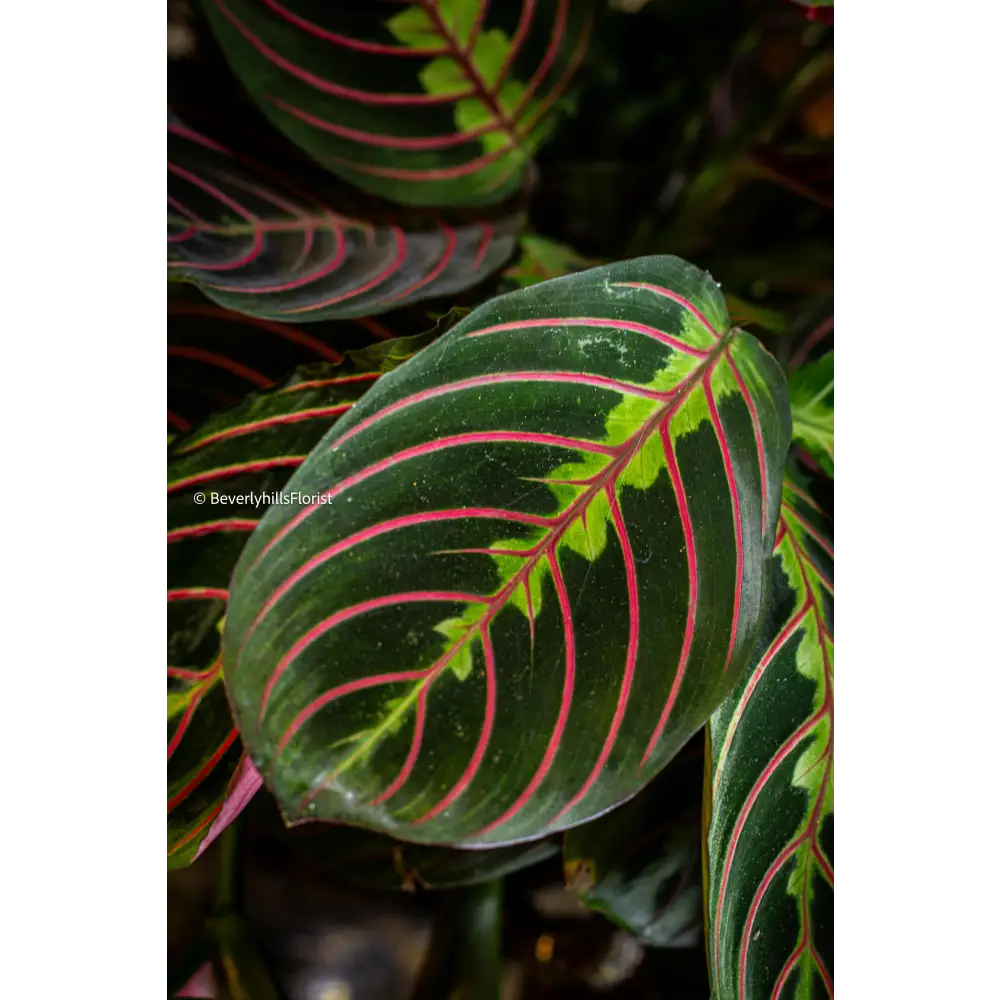 Jungle Majesty alt view 4