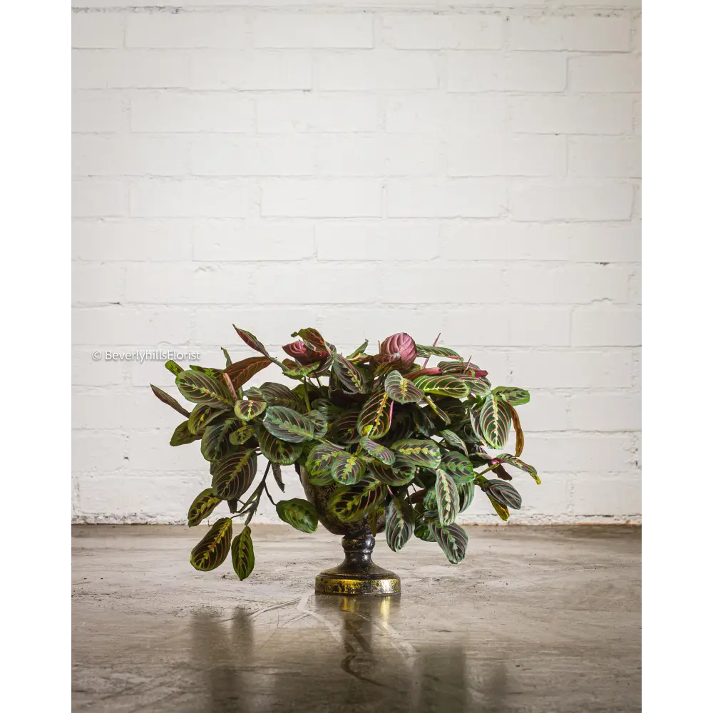 Jungle Majesty plant
