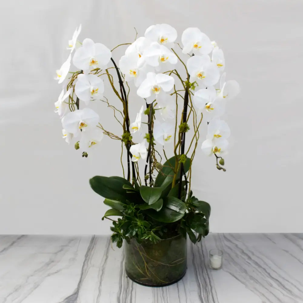 Mr. Jay - LA Orchidia