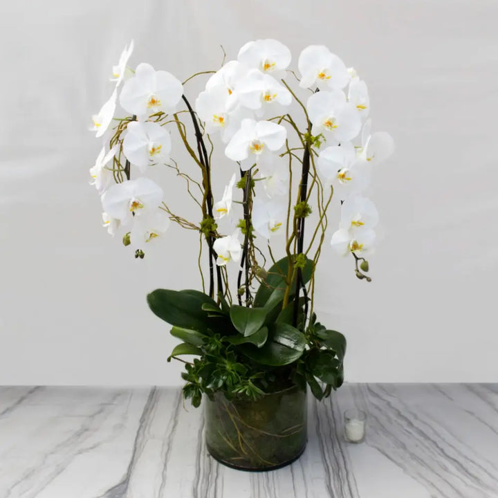 Mr. Jay - LA Orchidia